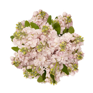 Baby Pink Stock Pink flowers - fresh-cut flowers by Bloomingmore - ideal for weddings and floral events
