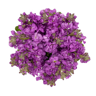 Purple Stock Purple flowers - fresh-cut flowers by Bloomingmore - ideal for weddings and floral events