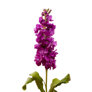 Reddish Stock Red flowers - fresh-cut flowers by Bloomingmore - ideal for weddings and floral events