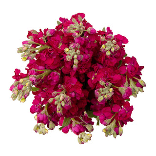 Ruby Stock Red flowers - fresh-cut flowers by Bloomingmore - ideal for weddings and floral events