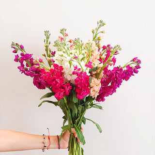 Natural Pink, Peach, and white stock filler flower