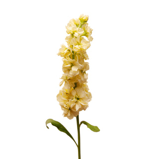 Yellow Stock Yellow flowers - fresh-cut flowers by Bloomingmore - ideal for weddings and floral events