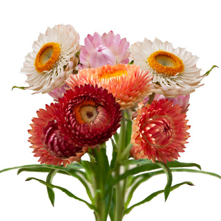 Strawflower Assorted Strawflower flowers - fresh-cut flowers by Bloomingmore - ideal for weddings and floral events
