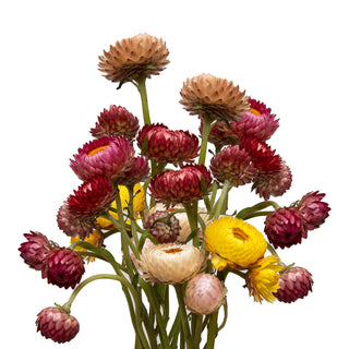 Strawflower Assorted Strawflower flowers - fresh-cut flowers by Bloomingmore - ideal for weddings and floral events
