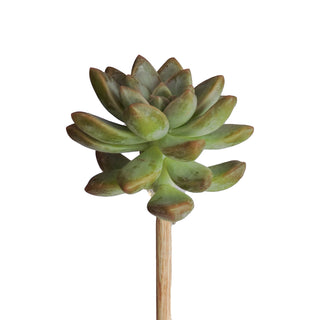 Succulents on a Stick - Grower's Choice Assortment Green flowers - fresh-cut flowers by Bloomingmore - ideal for weddings and floral events