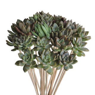 Succulents on a Stick - Grower's Choice Assortment Green flowers - fresh-cut flowers by Bloomingmore - ideal for weddings and floral events