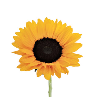 Sunflower Yellow flowers - fresh-cut flowers by Bloomingmore - ideal for weddings and floral events