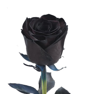 Black Tinted Roses Black roses - fresh-cut roses by Bloomingmore - ideal for weddings and floral events