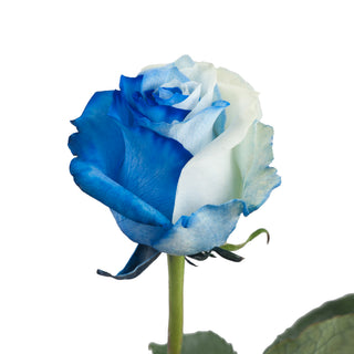 Blue & White Tinted Roses White roses - fresh-cut roses by Bloomingmore - ideal for weddings and floral events