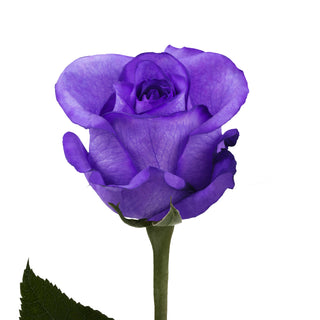 Purple Tinted Roses Purple roses - fresh-cut roses by Bloomingmore - ideal for weddings and floral events