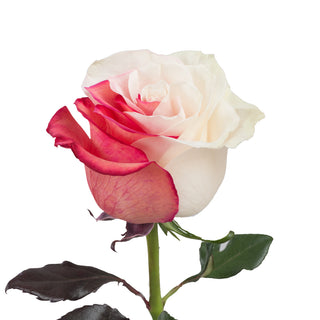 Red & White Tinted Roses Red roses - fresh-cut roses by Bloomingmore - ideal for weddings and floral events