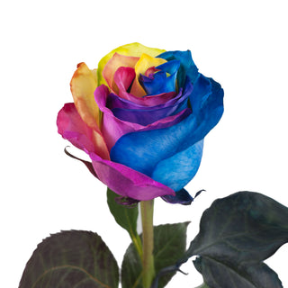 Rainbow Tinted Roses Rainbow roses - fresh-cut roses by Bloomingmore - ideal for weddings and floral events