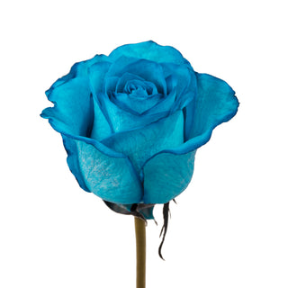 Turquoise Tinted Roses Blue roses - fresh-cut roses by Bloomingmore - ideal for weddings and floral events