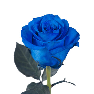 Blue Tinted Roses Blue roses - fresh-cut roses by Bloomingmore - ideal for weddings and floral events