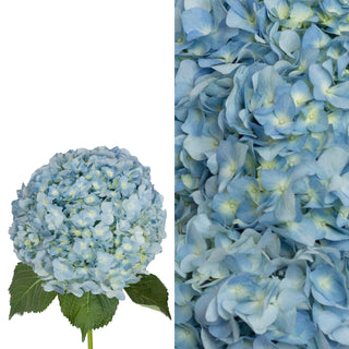 Blue Hydrangea Flower and Petals Combo Blue flowers - fresh-cut flowers by Bloomingmore - ideal for weddings and floral events