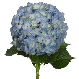 Blue Natural Hydrangeas Blue flowers - fresh-cut flowers by Bloomingmore - ideal for weddings and floral events