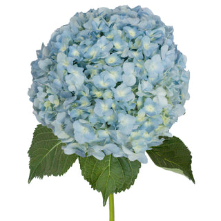 Blue Natural Jumbo Hydrangeas Blue flowers - fresh-cut flowers by Bloomingmore - ideal for weddings and floral events
