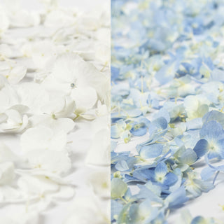 Blue & White Hydrangea Petals White flowers - fresh-cut flowers by Bloomingmore - ideal for weddings and floral events