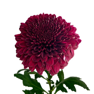 Ganache Velvet Cremon Ganache flowers - fresh-cut flowers by Bloomingmore - ideal for weddings and floral events