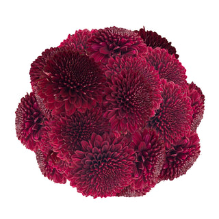 Ganache Velvet Cremon Ganache flowers - fresh-cut flowers by Bloomingmore - ideal for weddings and floral events