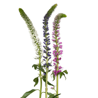 Assorted Veronica Green flowers - fresh-cut flowers by Bloomingmore - ideal for weddings and floral events