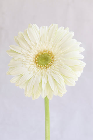 White Gerberas White flowers - fresh-cut flowers by Bloomingmore - ideal for weddings and floral events