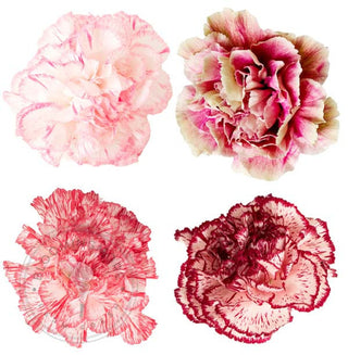 Novelty Carnations Novelty flowers - fresh-cut flowers by Bloomingmore - ideal for weddings and floral events