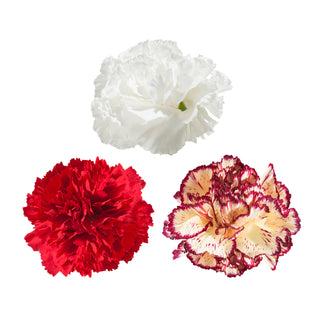 Mix Carnations Mix flowers - fresh-cut flowers by Bloomingmore - ideal for weddings and floral events