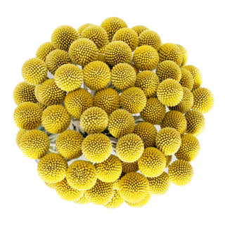 Natural creaspedia flower yellow 