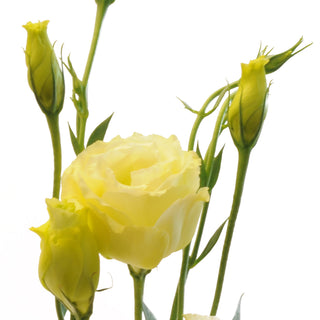 Yellow Lisianthus Yellow flowers - fresh-cut flowers by Bloomingmore - ideal for weddings and floral events