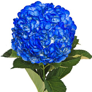 Dark Blue Painted Hydrangeas Blue flowers - fresh-cut flowers by Bloomingmore - ideal for weddings and floral events