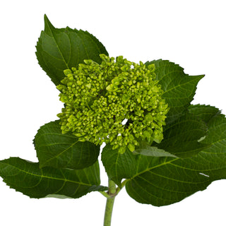 Dark Green Natural Mini Hydrangeas Green flowers - fresh-cut flowers by Bloomingmore - ideal for weddings and floral events