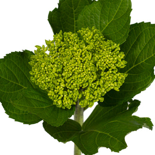 Dark Green Natural Mini Hydrangeas Green flowers - fresh-cut flowers by Bloomingmore - ideal for weddings and floral events