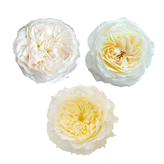 David Austin White Garden Rose Collection - 36 Stems White roses - fresh-cut roses by Bloomingmore - perfect for gifting or decoration