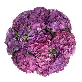 Elite Purple Hydrangea Purple flowers - fresh-cut flowers by Bloomingmore - ideal for weddings and floral events