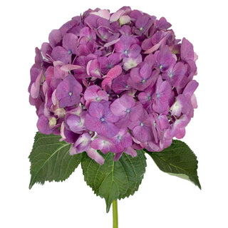 Elite Purple Hydrangea Purple flowers - fresh-cut flowers by Bloomingmore - ideal for weddings and floral events