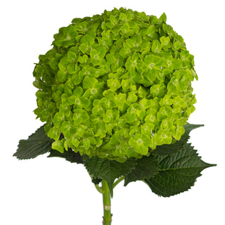 Emerald Hydrangea - Green Green flowers - fresh-cut flowers by Bloomingmore - ideal for weddings and floral events