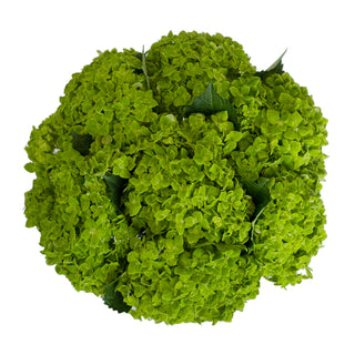 Emerald Hydrangea - Green Green flowers - fresh-cut flowers by Bloomingmore - ideal for weddings and floral events