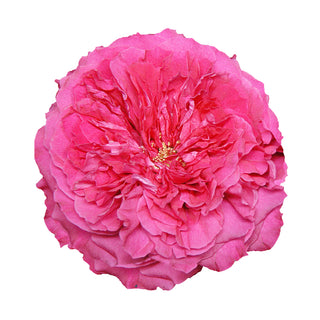 Capability- David Austin Garden Rose - 36 stems Pink roses - fresh-cut roses by Bloomingmore - ideal for weddings and floral events