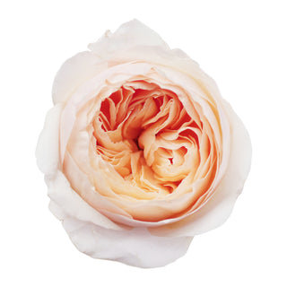 Juliet - David Austin Garden Rose - 36 stems Peach roses - fresh-cut roses by Bloomingmore - ideal for weddings and floral events
