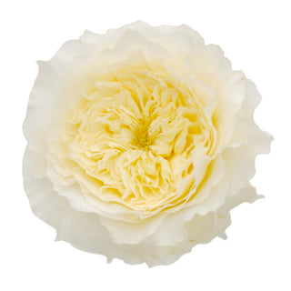 Patience - David Austin Garden Rose - 36 stems Yellow roses - fresh-cut roses by Bloomingmore - ideal for weddings and floral events