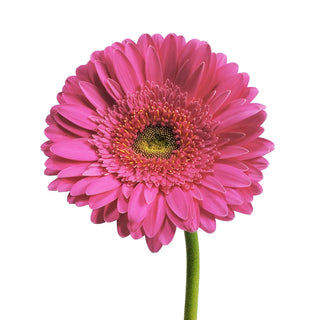 Hot Pink Gerberas Pink flowers - fresh-cut flowers by Bloomingmore - ideal for weddings and floral events