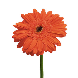 Orange Gerberas Orange flowers - fresh-cut flowers by Bloomingmore - ideal for weddings and floral events