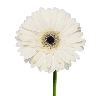White Gerberas White flowers - fresh-cut flowers by Bloomingmore - ideal for weddings and floral events