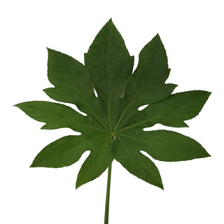 Aralia green flower