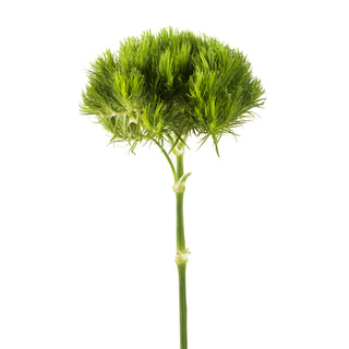 Green Ball Green flowers - fresh-cut flowers by Bloomingmore - ideal for weddings and floral events