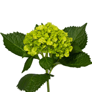 Green Mini Hydrangeas - Mojito Green flowers - fresh-cut flowers by Bloomingmore - ideal for weddings and floral events