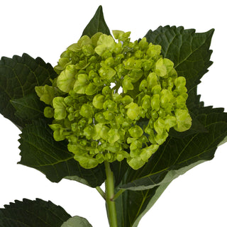 Green Mini Hydrangeas - Mojito Green flowers - fresh-cut flowers by Bloomingmore - ideal for weddings and floral events