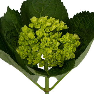 Green Natural Mini Hydrangeas Green flowers - fresh-cut flowers by Bloomingmore - ideal for weddings and floral events