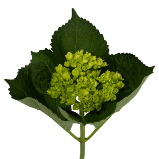 Green Natural Mini Hydrangeas Green flowers - fresh-cut flowers by Bloomingmore - ideal for weddings and floral events